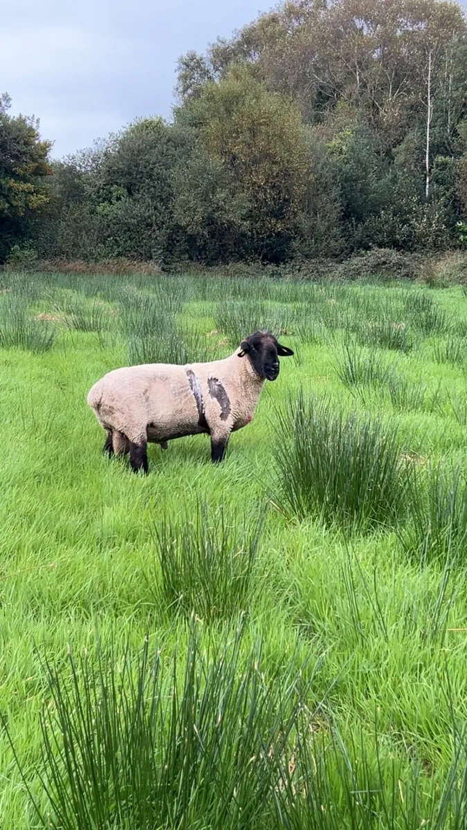 Suffolk ram - Image 4