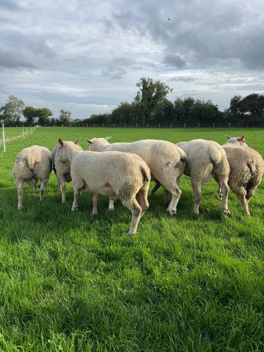 Rams - Image 1