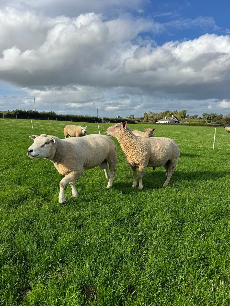 Rams - Image 2