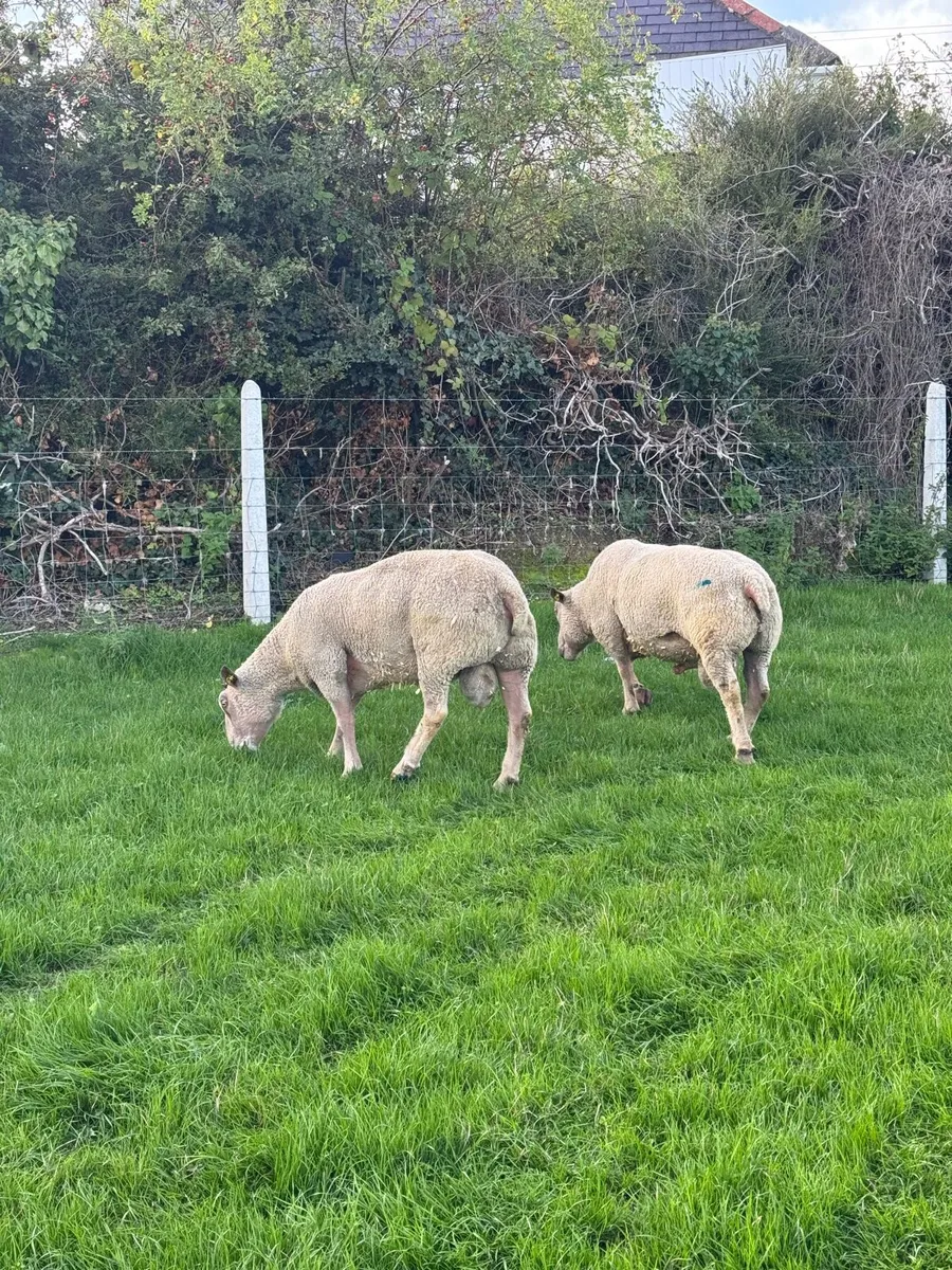 Rams - Image 4