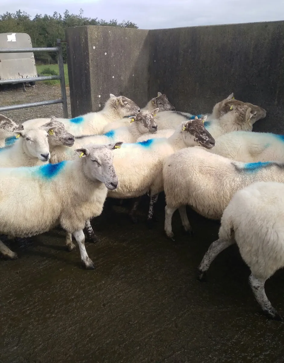 18 crossbreed ewes - Image 1