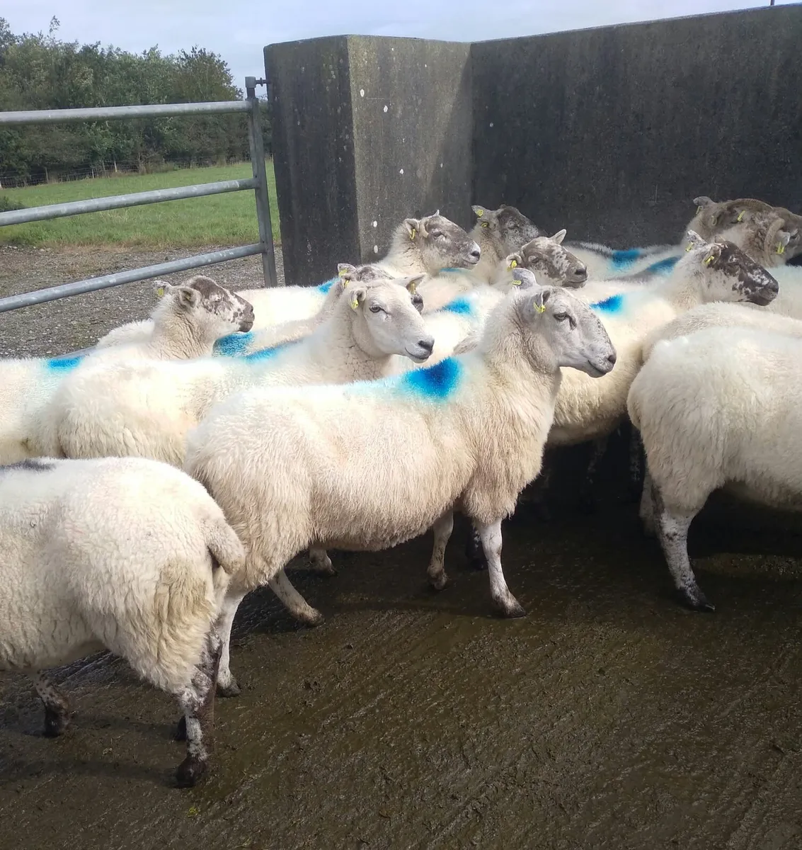 18 crossbreed ewes - Image 3