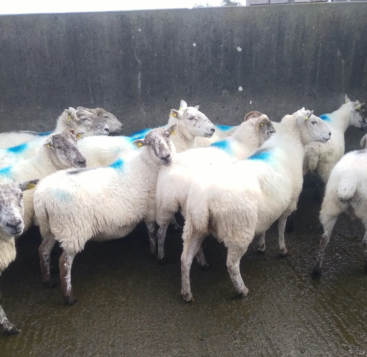 18 crossbreed ewes - Image 2