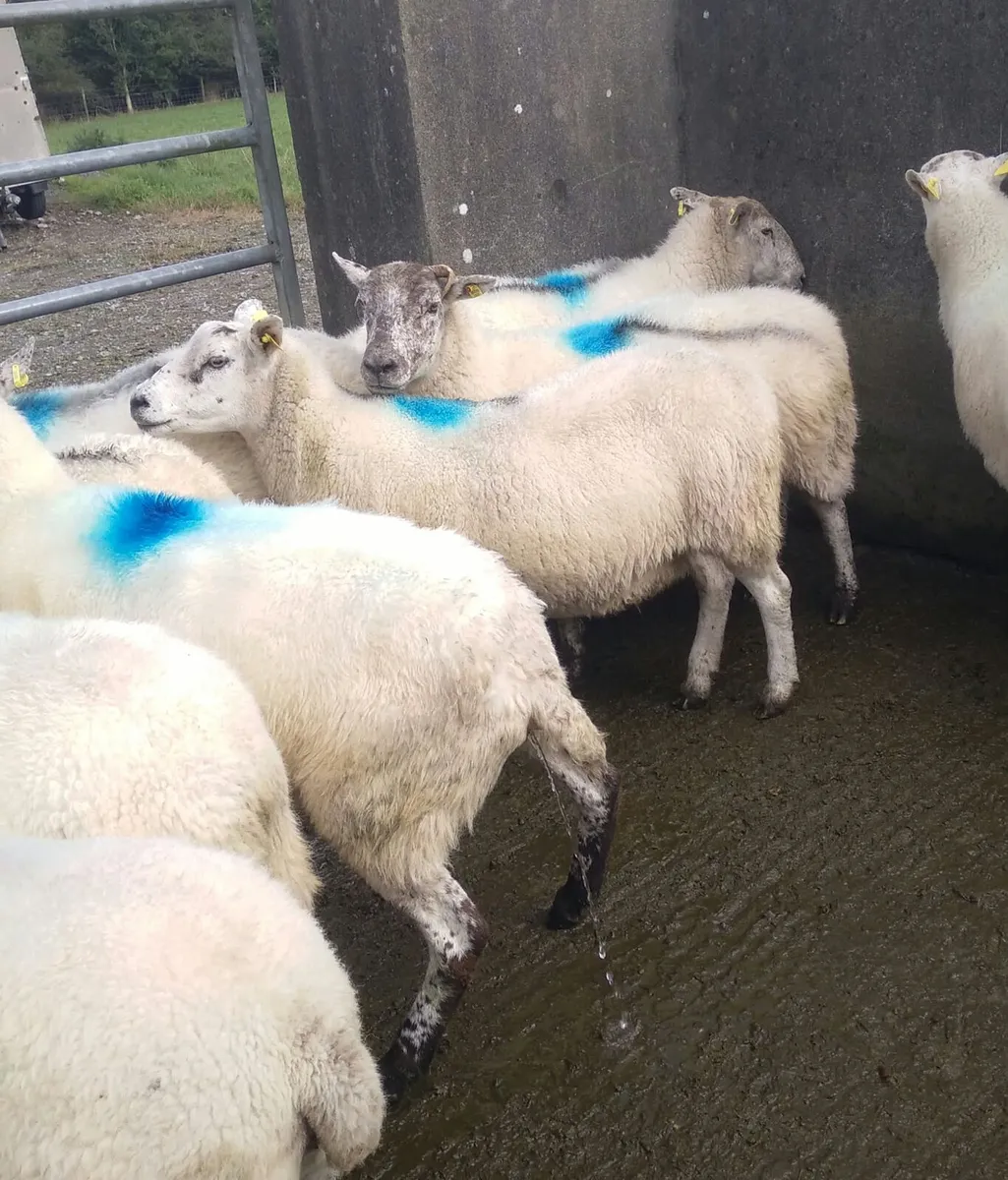 18 crossbreed ewes - Image 4