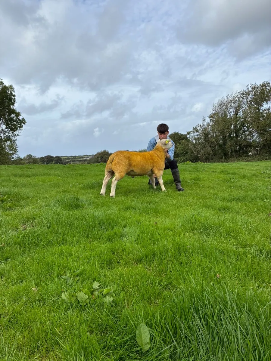 PBR Texel ram lambs - Image 1