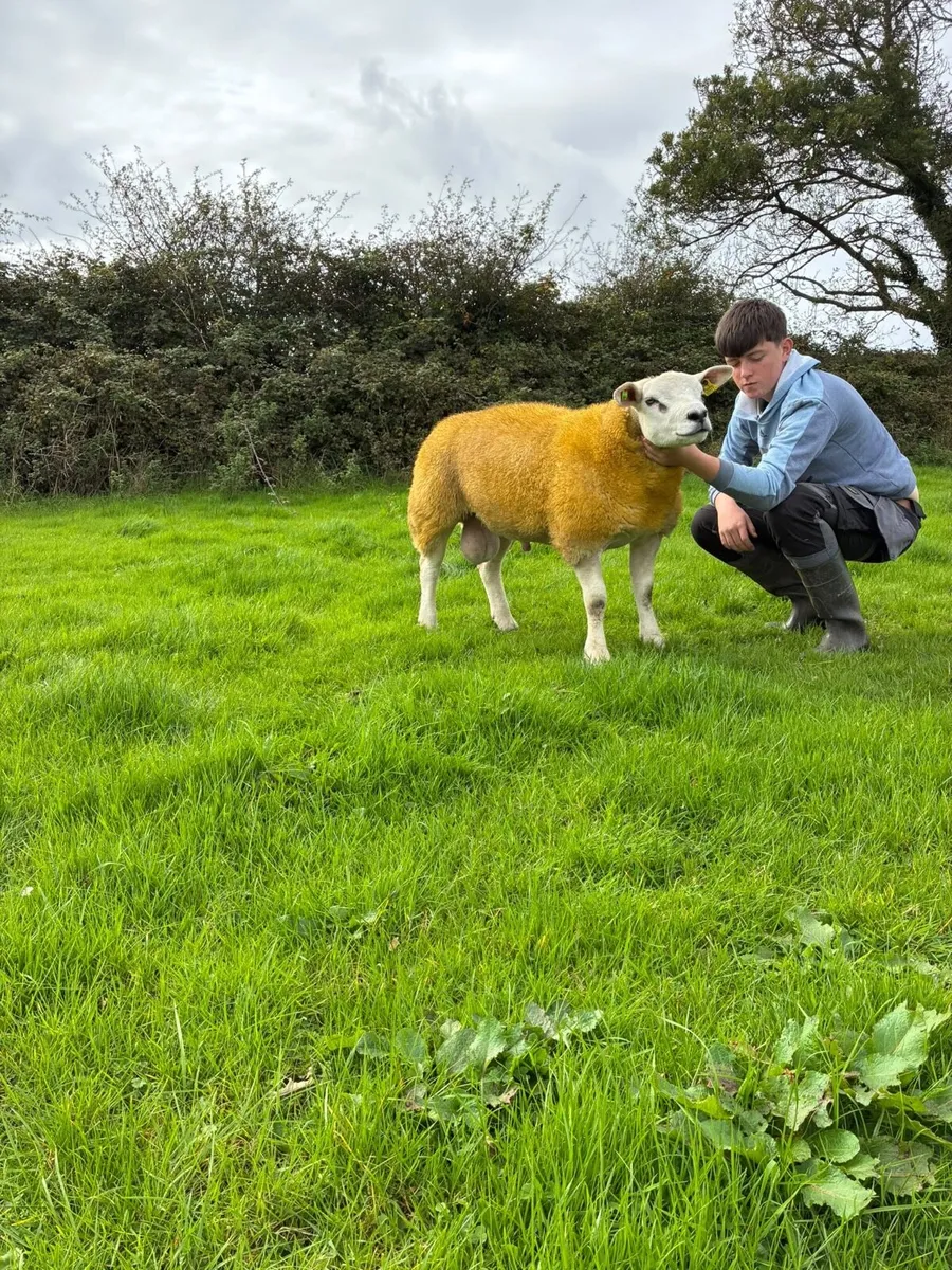 PBR Texel ram lambs - Image 4