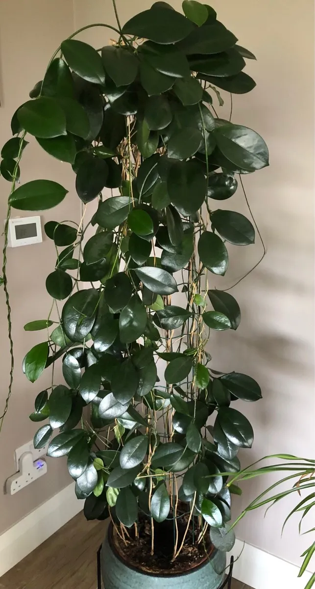 Large house plants - Image 1