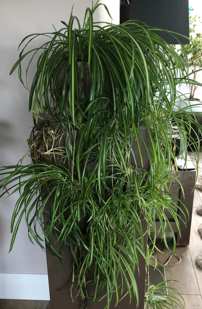 Large house plants - Image 2
