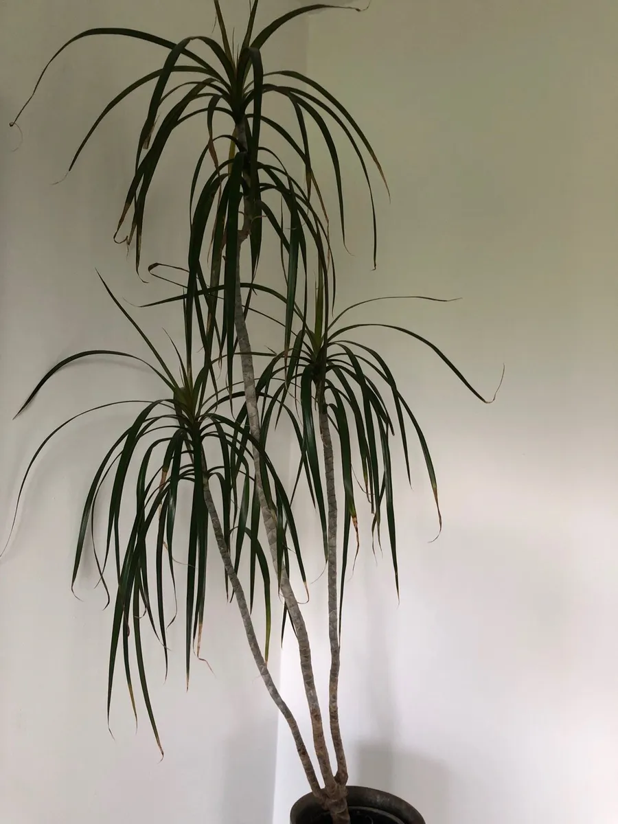 Large house plants - Image 3