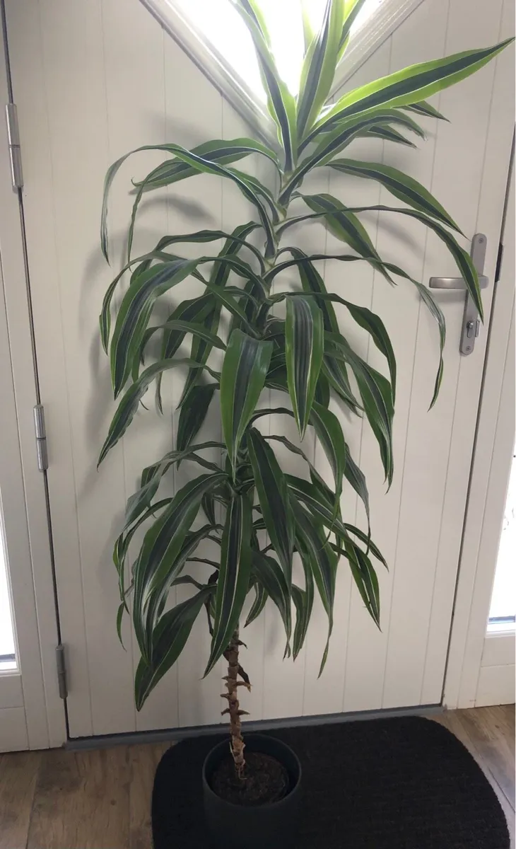 Large house plants - Image 4