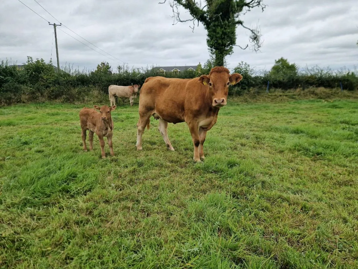 Cow and calf - Image 2