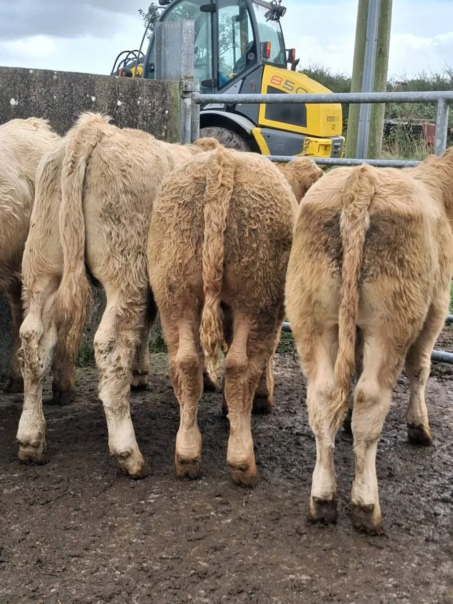 ⭐️⭐️ Bull Weanlings ⭐️⭐️ - Image 1