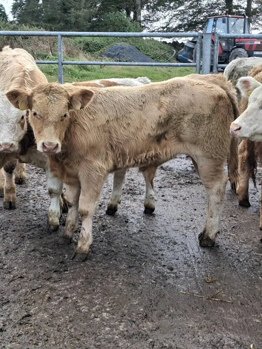 ⭐️⭐️ Bull Weanlings ⭐️⭐️ - Image 3