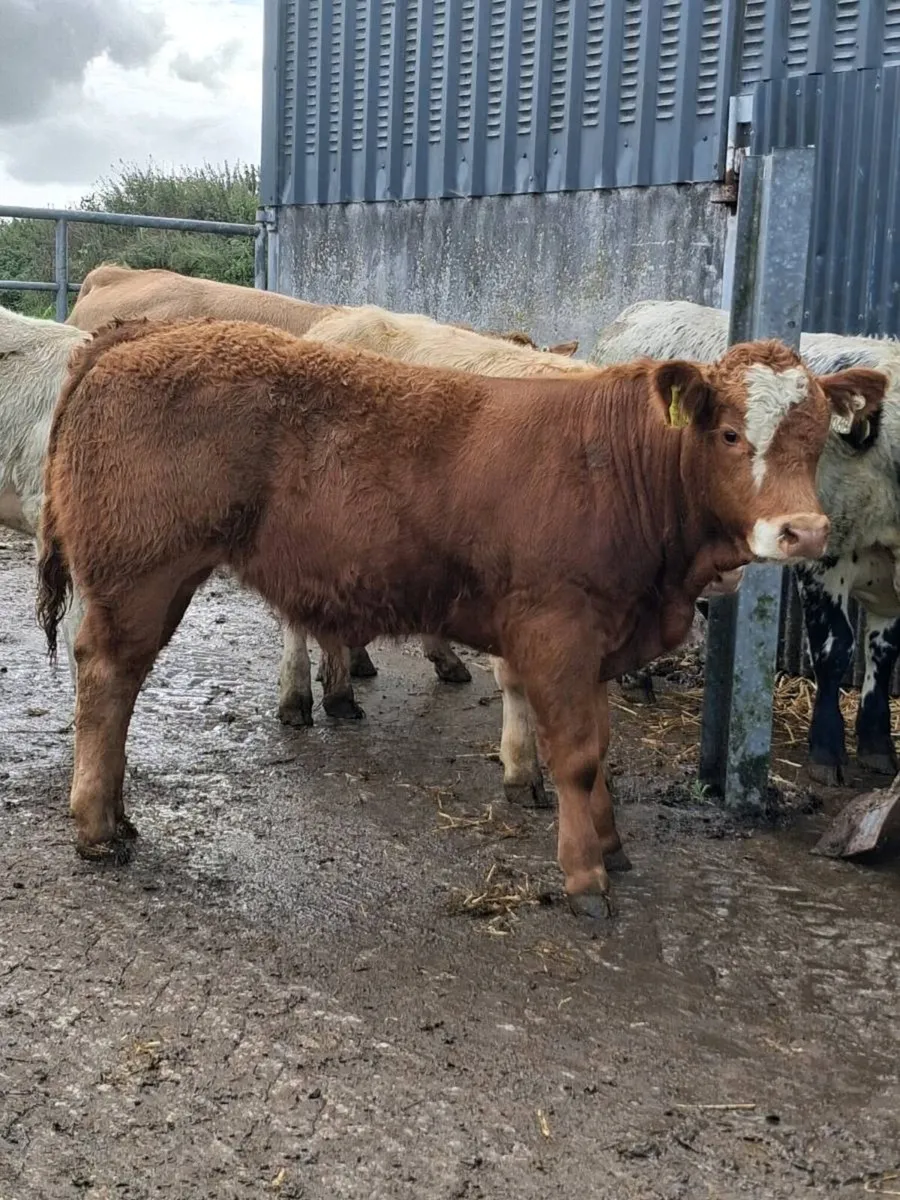 ⭐️⭐️ Bull Weanlings ⭐️⭐️ - Image 2