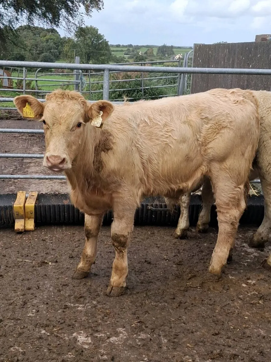 ⭐️⭐️ Bull Weanlings ⭐️⭐️ - Image 4