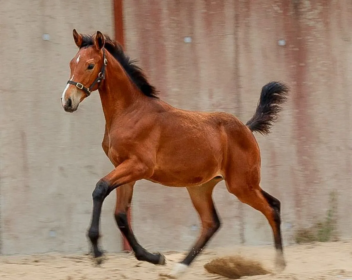 Colestus X Diamont De Semilly  Filly Foal .. - Image 2