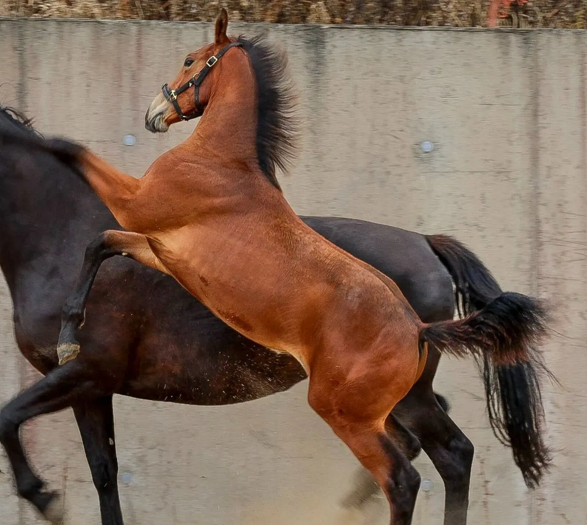 Colestus X Diamont De Semilly  Filly Foal .. - Image 1