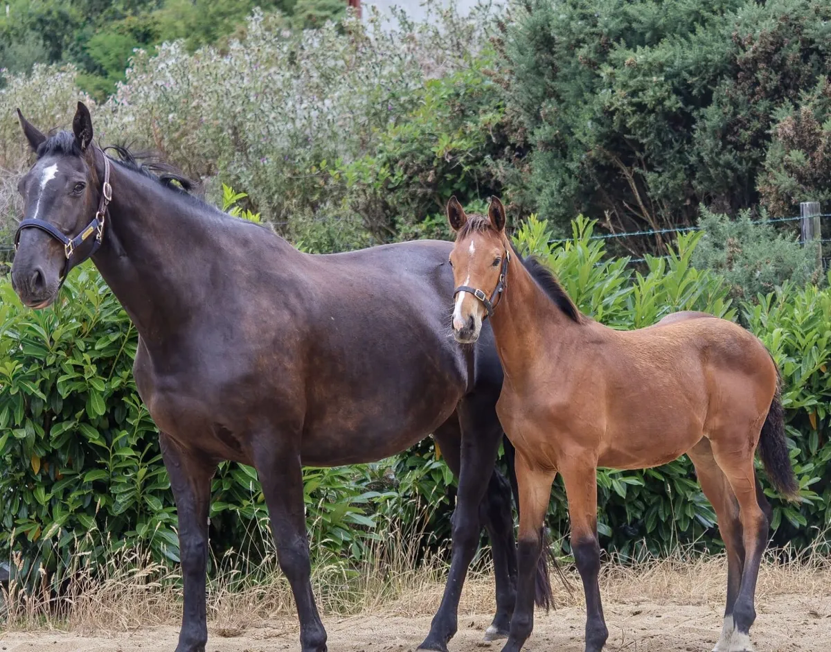 Colestus X Diamont De Semilly  Filly Foal .. - Image 3