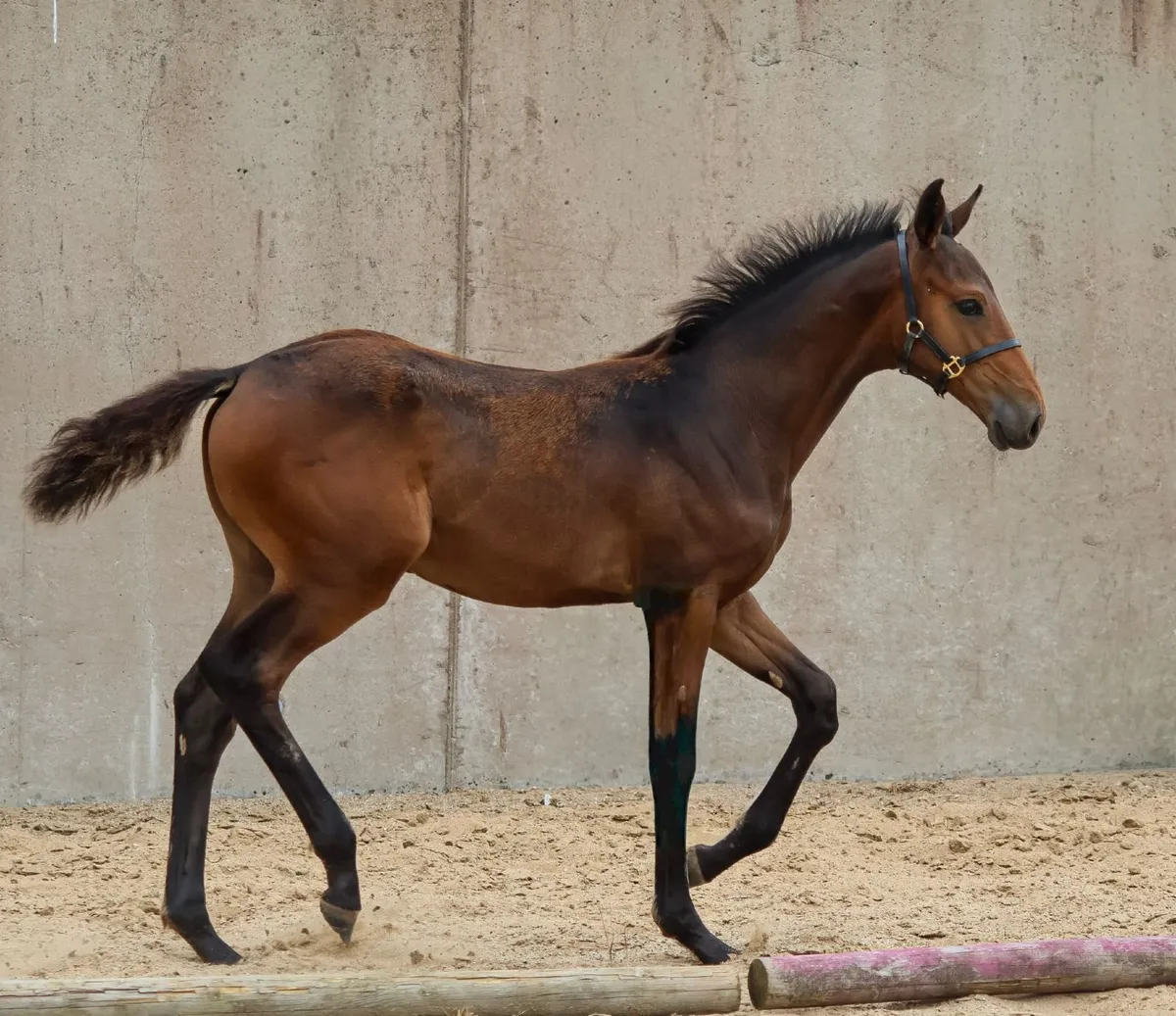 EMERALD VANT RUYTERSHOF  X CARDENTO Filly Foal - Image 2