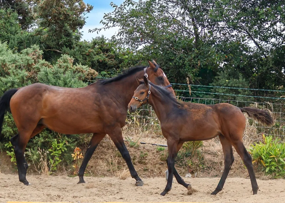 EMERALD VANT RUYTERSHOF  X CARDENTO Filly Foal - Image 4