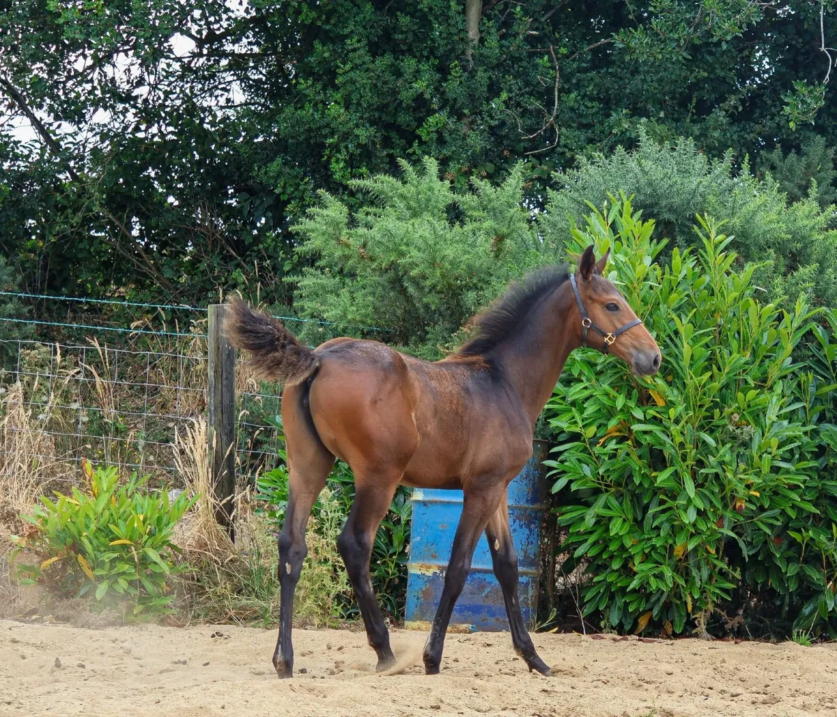 EMERALD VANT RUYTERSHOF  X CARDENTO Filly Foal - Image 3