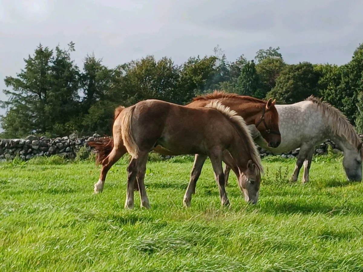 Irish Draught Colt Foal - Image 3