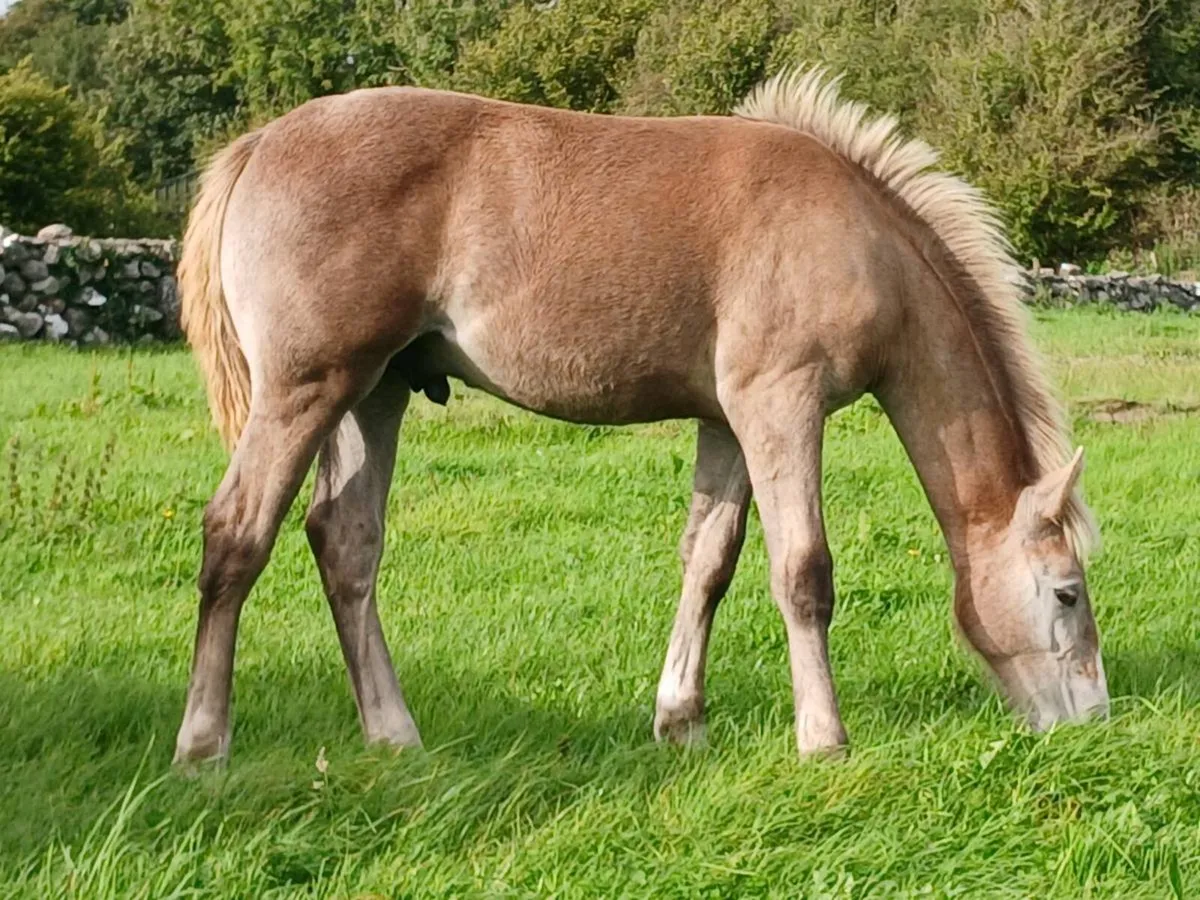 Irish Draught Colt Foal - Image 2
