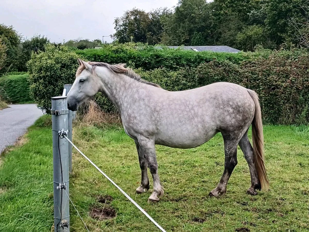 Irish Draught Colt Foal - Image 4