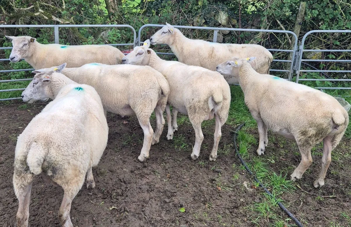 3rd Crop and 4th Crop Breeding Ewes - Image 1