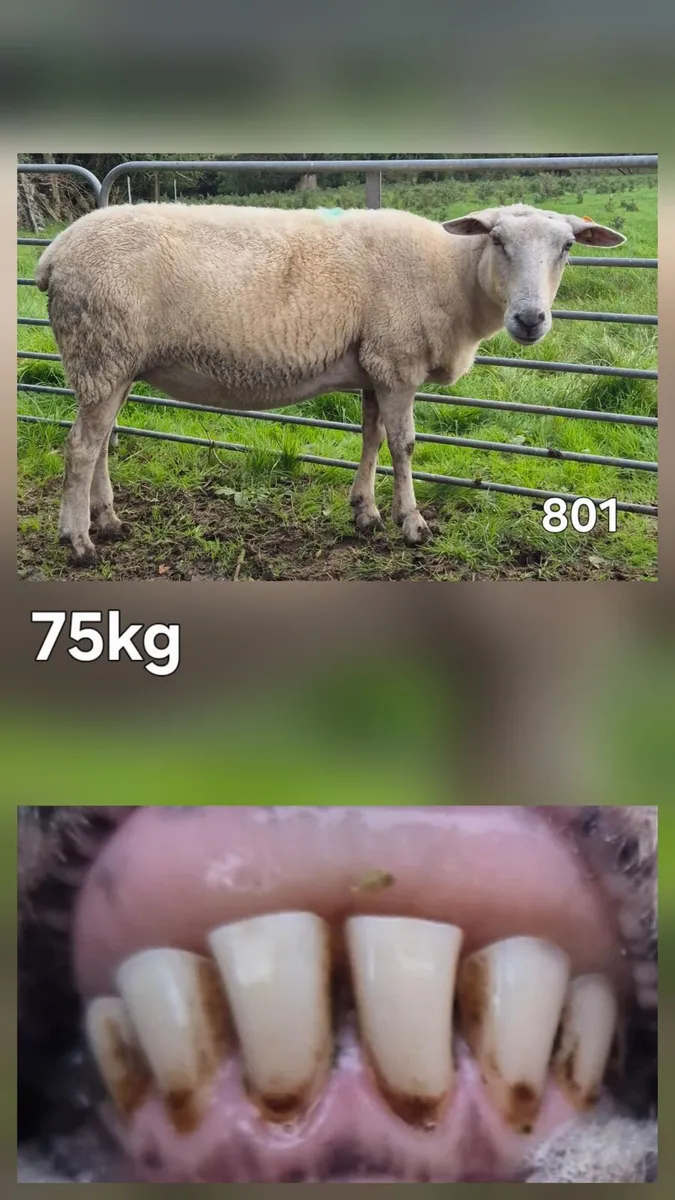 3rd Crop and 4th Crop Breeding Ewes - Image 3