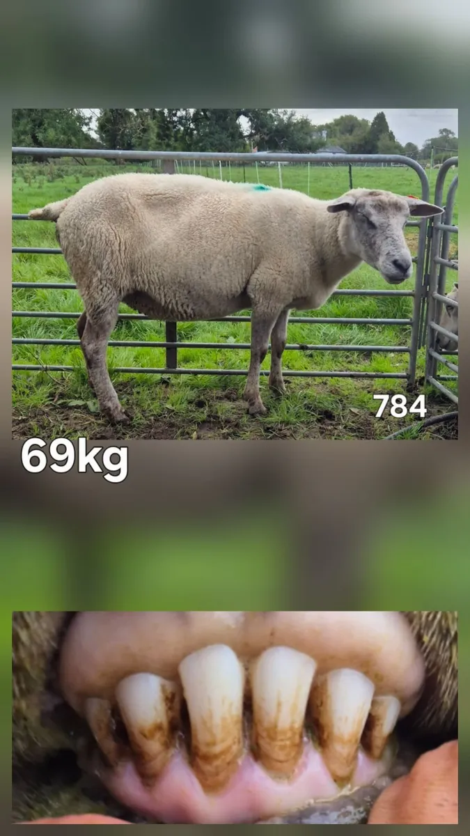 3rd Crop and 4th Crop Breeding Ewes - Image 4