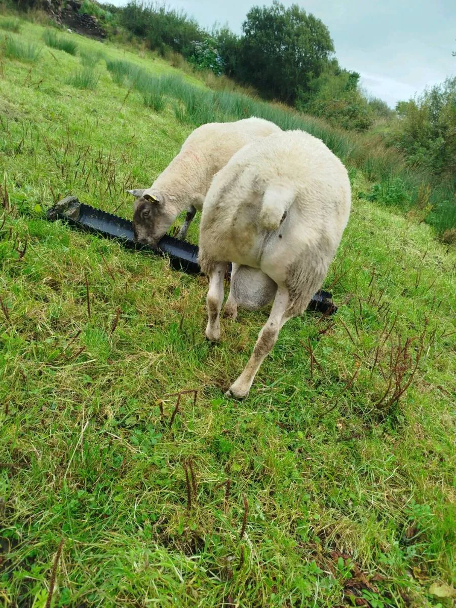 Super Suffolk Ram - Image 4