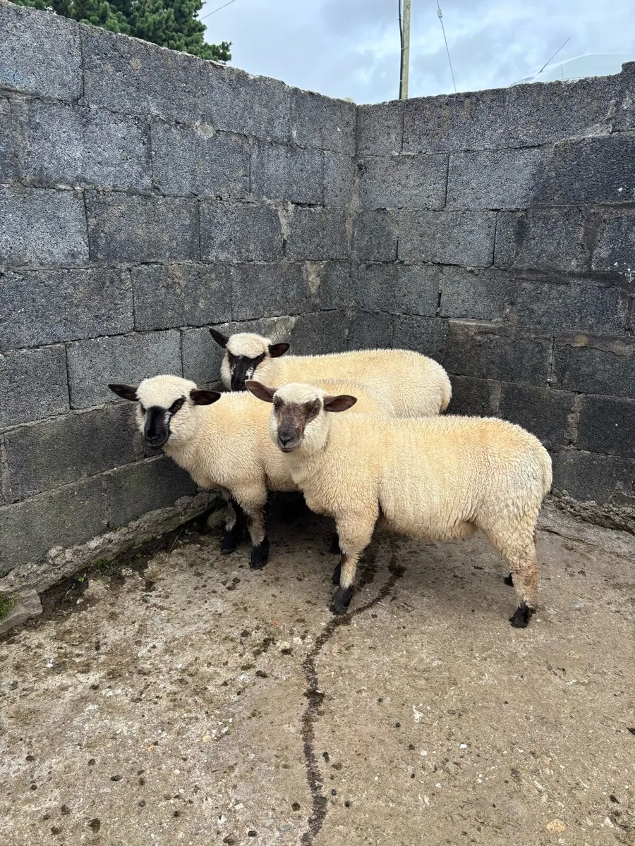 Hampshire x Ewe Lambs - Image 4