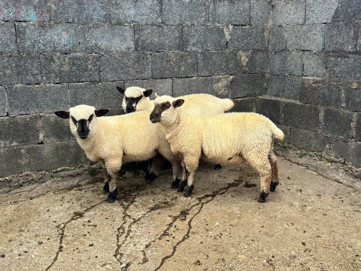 Hampshire x Ewe Lambs - Image 1