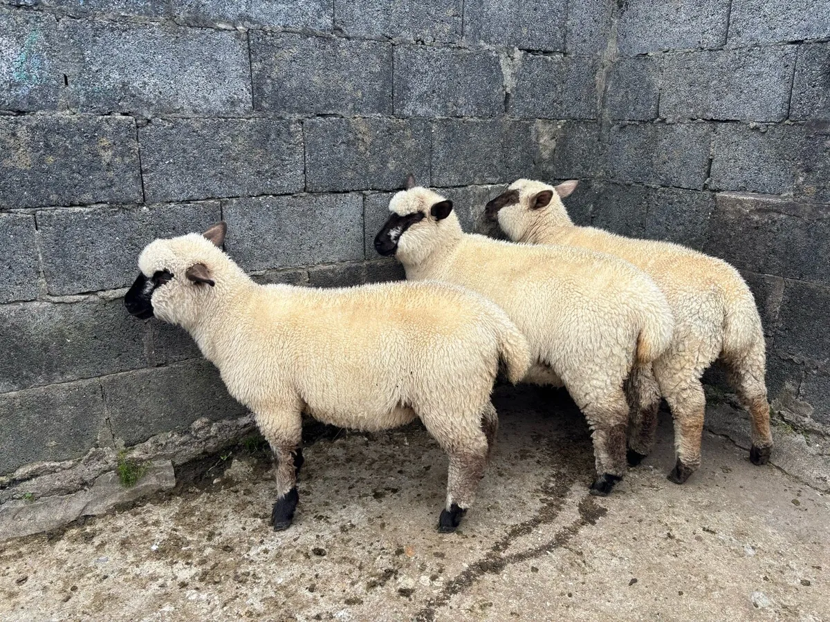 Hampshire x Ewe Lambs - Image 2