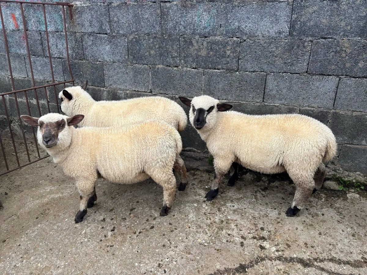Hampshire x Ewe Lambs - Image 3