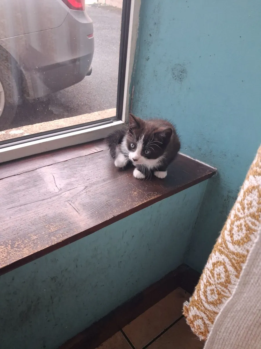 Kitten - Image 2