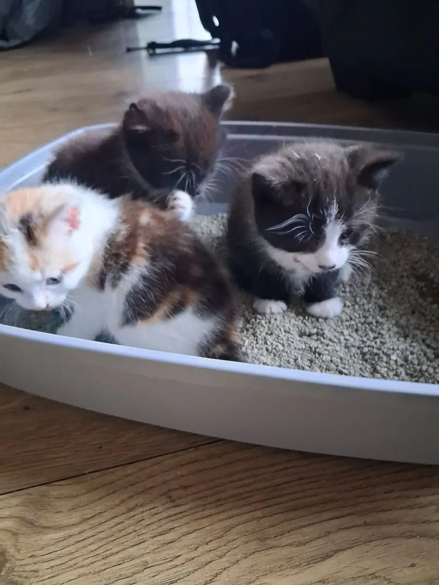 Kitten - Image 3