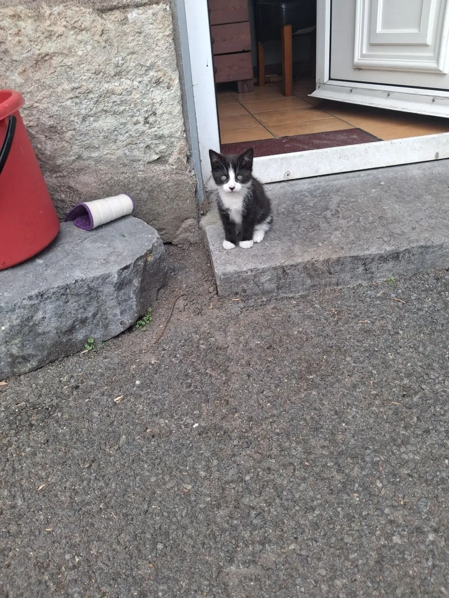 Kitten - Image 4