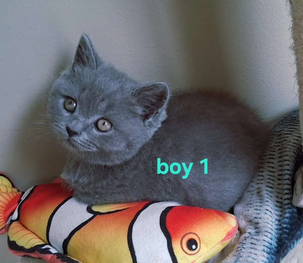 British shorthair kittens - Image 2