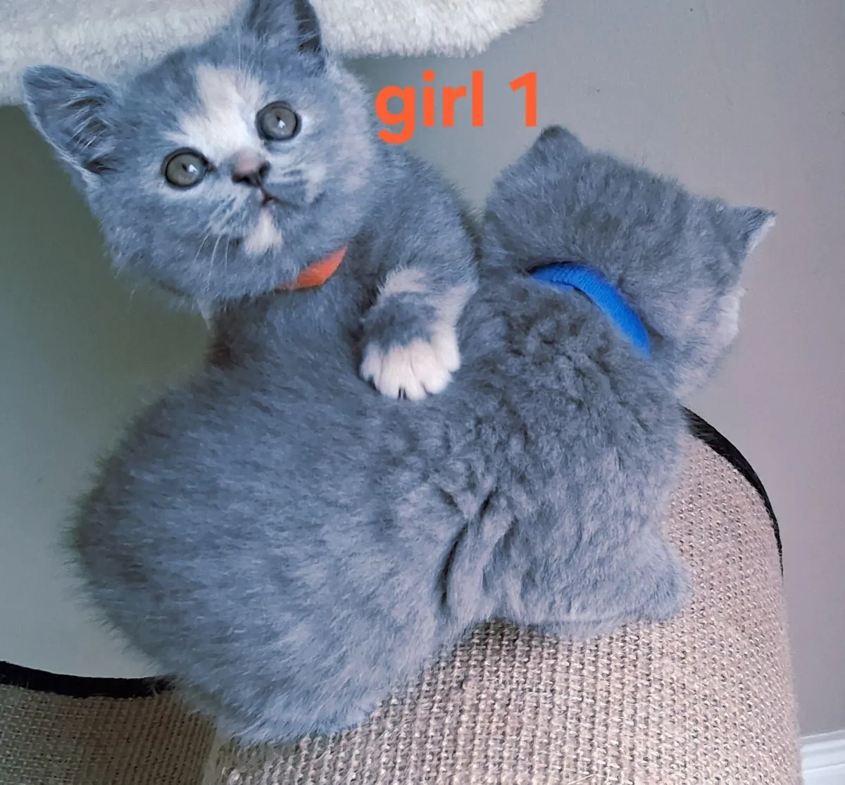 British shorthair kittens - Image 4