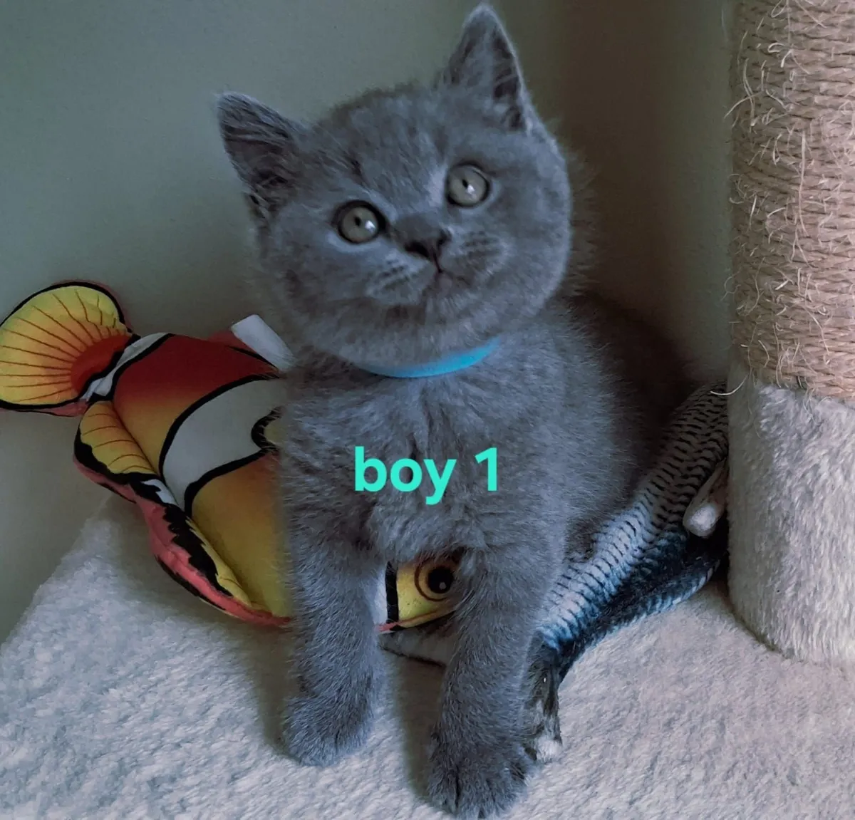 British shorthair kittens - Image 4