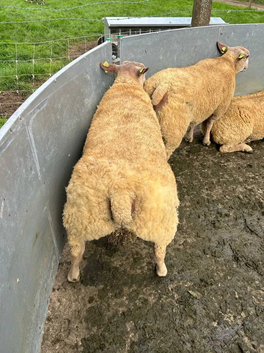 Pedigree Charollais Rams Lambs For Sale - Image 1
