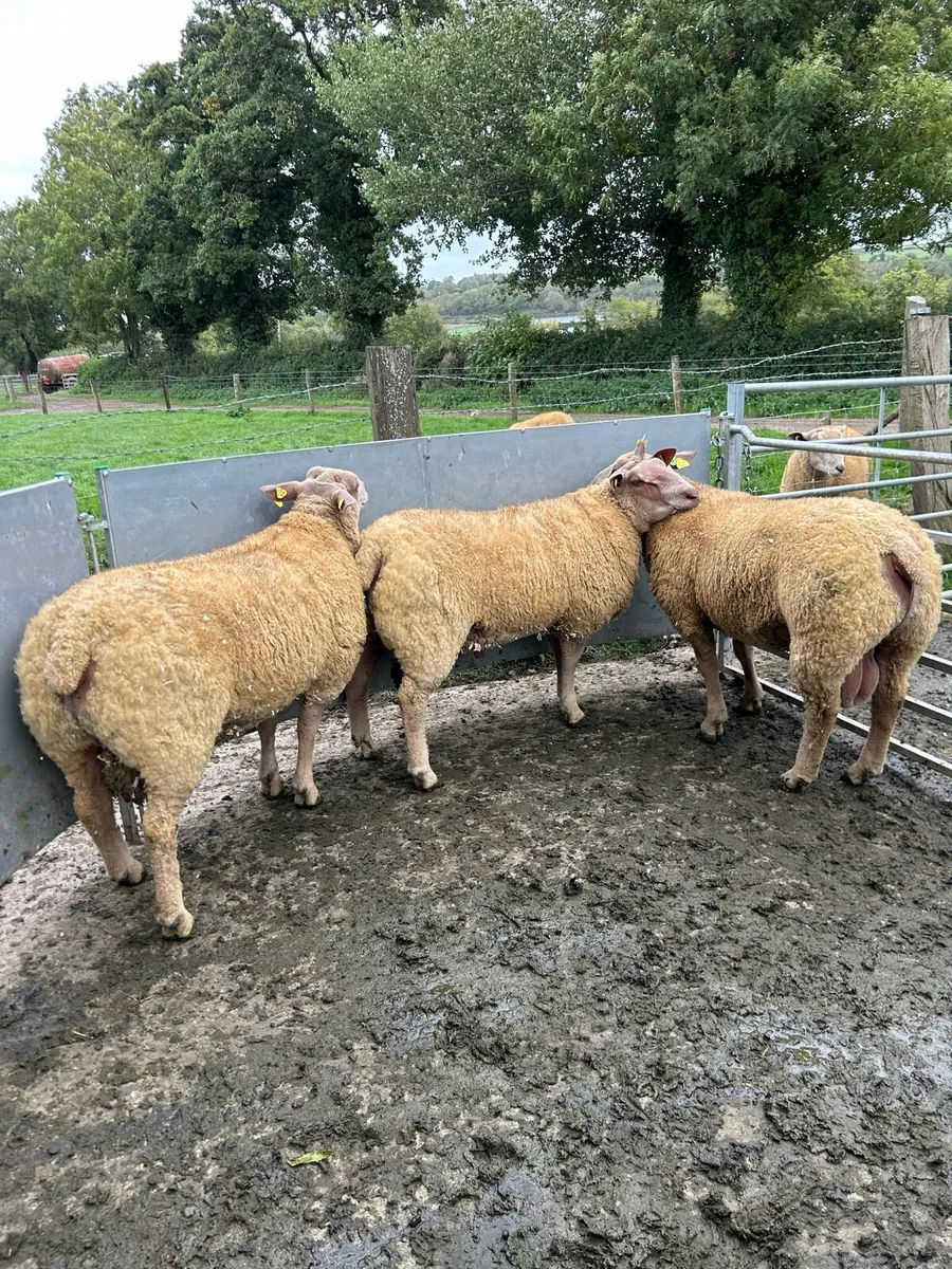 Pedigree Charollais Rams Lambs For Sale - Image 2