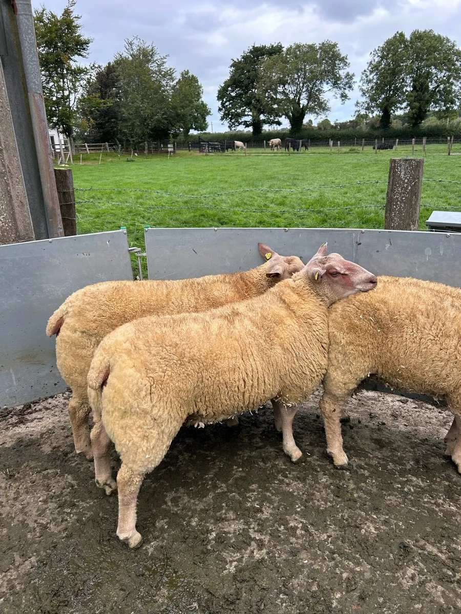 Pedigree Charollais Rams Lambs For Sale - Image 3