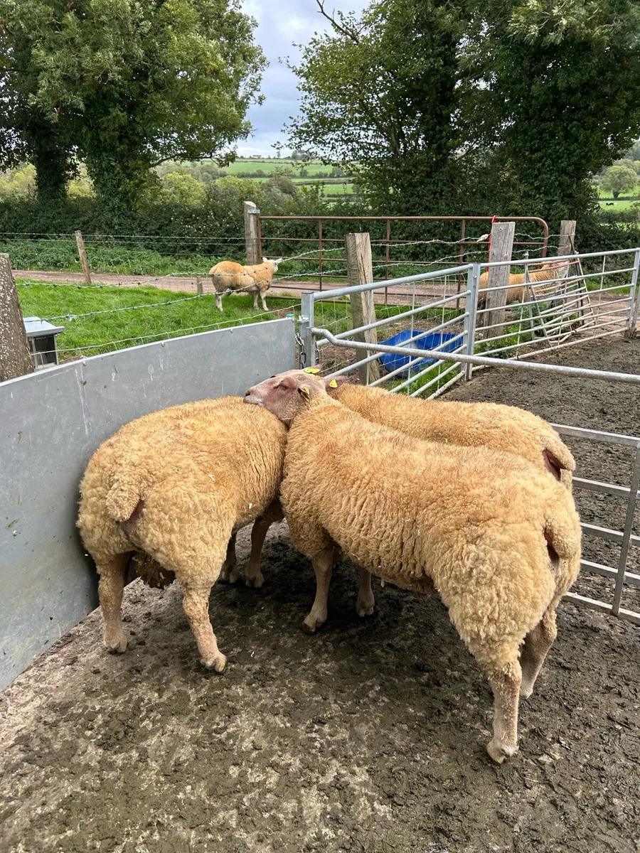 Pedigree Charollais Rams Lambs For Sale - Image 4