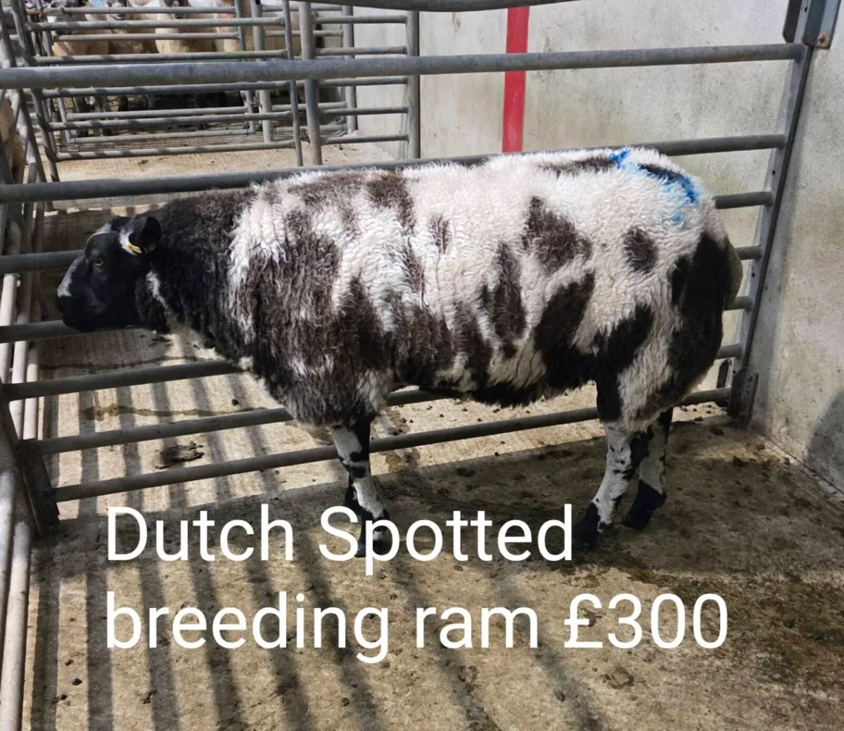 Breeding Sheep, Fat Sheep & Store Lambs - Image 1