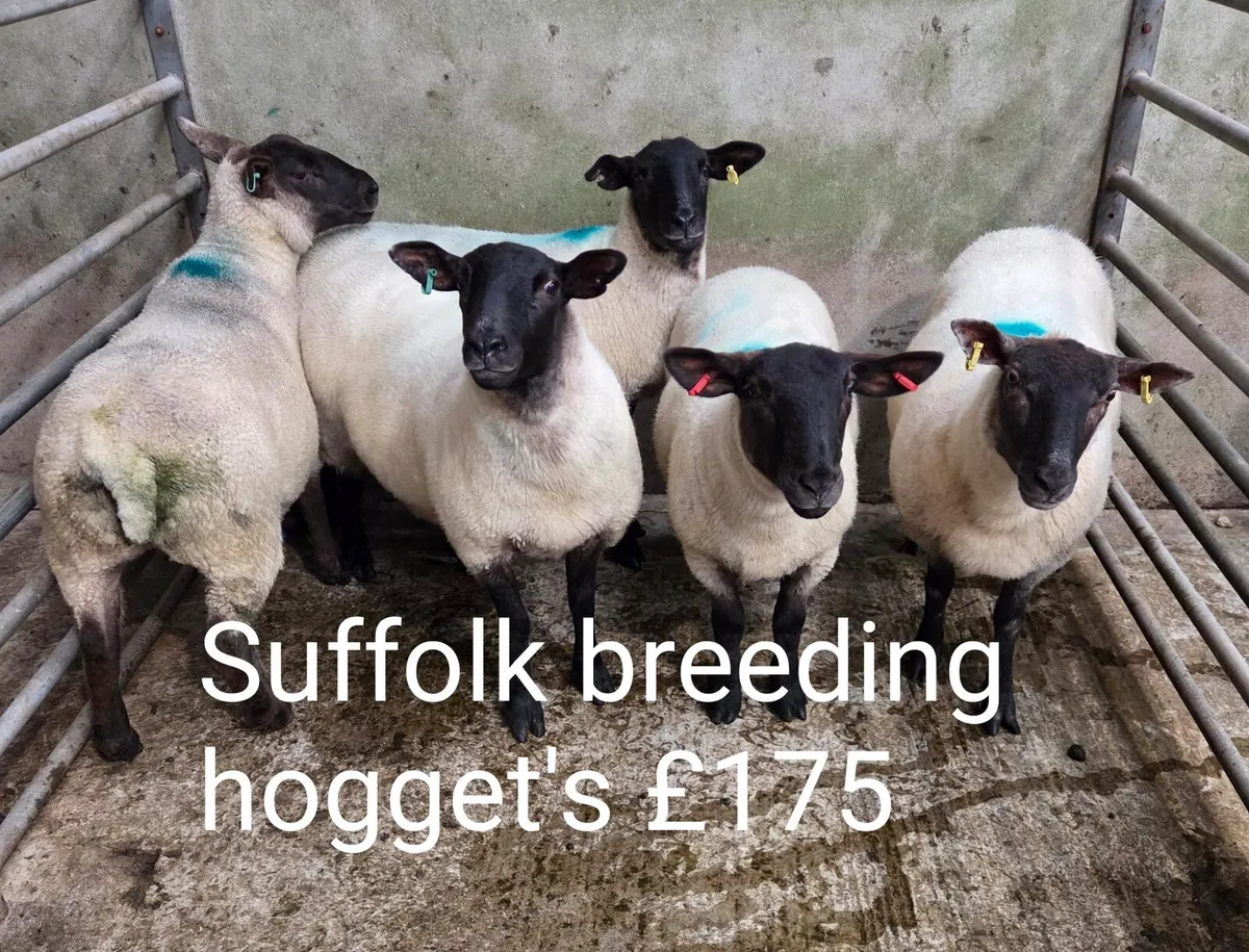 Breeding Sheep, Fat Sheep & Store Lambs - Image 2