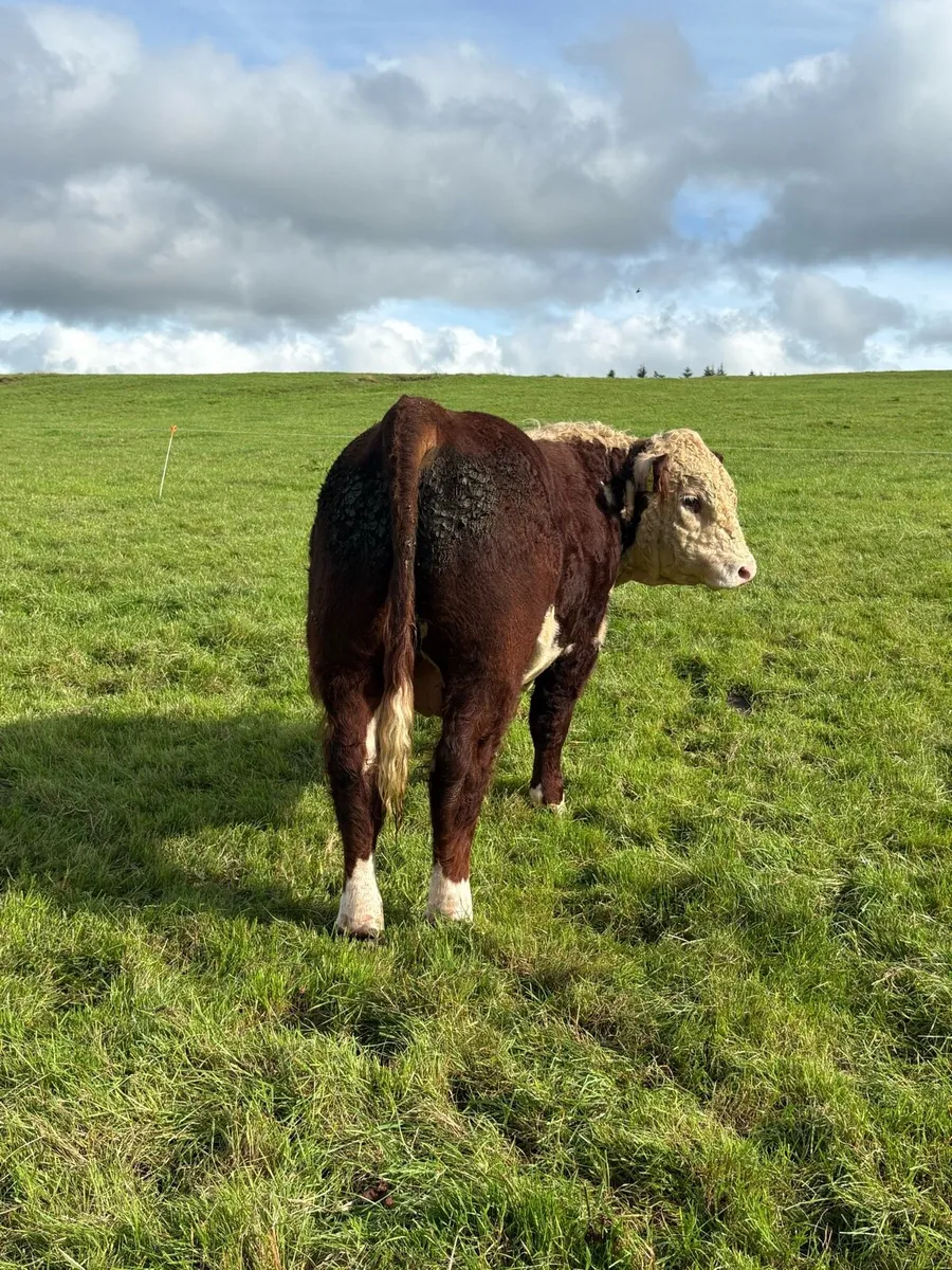 Pedigree Polled bulls - Image 2