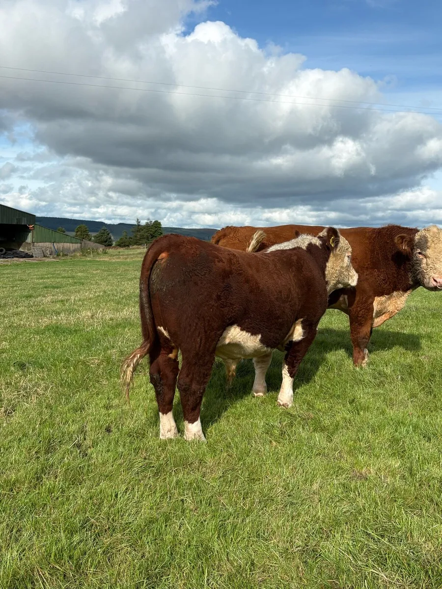 Pedigree Polled bulls - Image 3